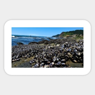 Otter Crest Beach Oregon Sticker